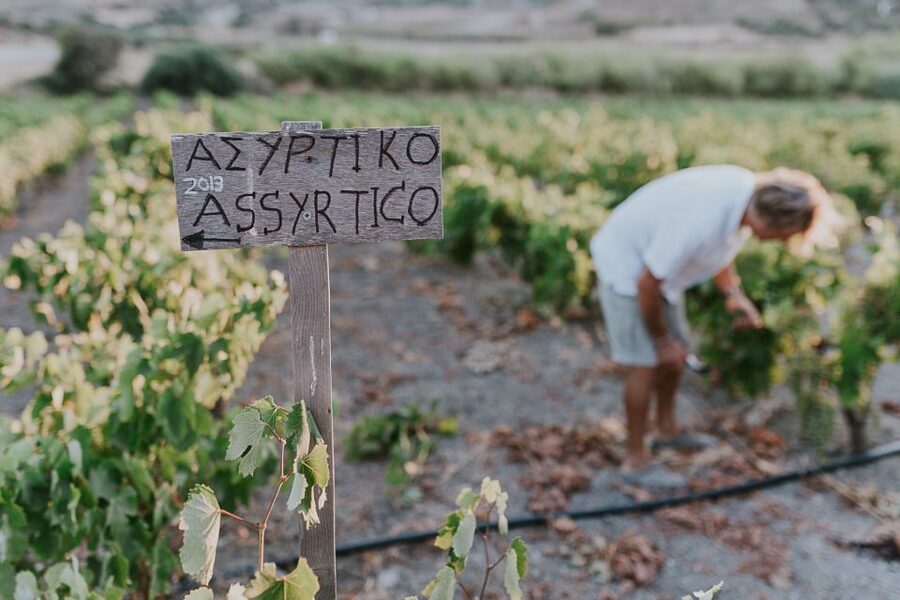 Milos Island: Kostantakis Winery Wine Tasting Experience - A small group changes the feel of the visit