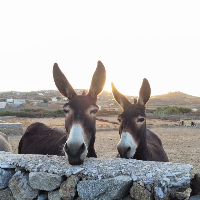 Mykonos: Full-Day Sightseeing Tour with Lunch - Guides, vehicles, and the pace of the day