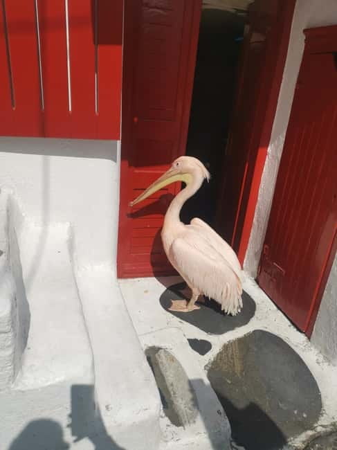 Mykonos: Private Tour with Range Rover - What Stefanos adds to the experience