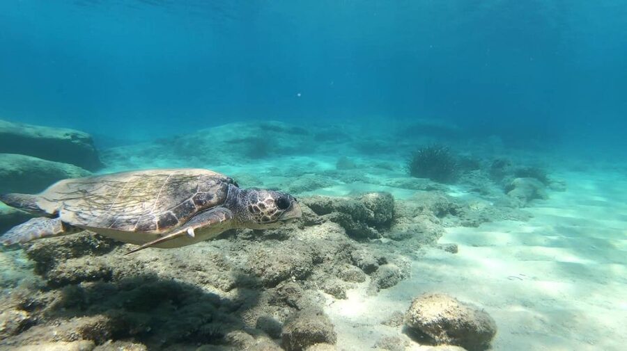 Naxos: Discover Scuba Diving - Your first experience diving - The 45-minute house reef session