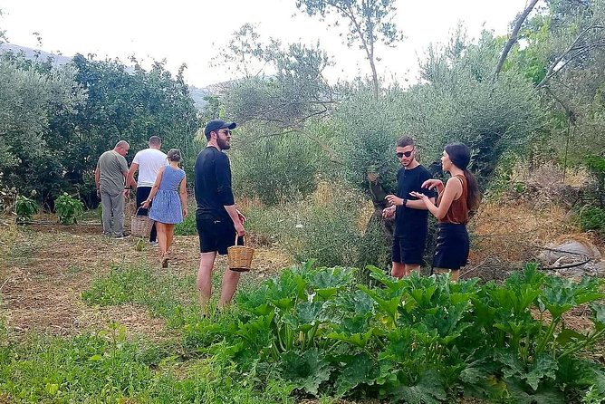 Naxos:Half-day cooking class at Basiliko - A farm visit before the cooking begins