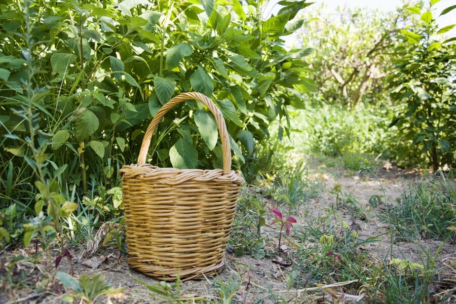 Naxos: Half-Day Cooking Class at Basiliko Family Tavern - Key Things to Know Before You Book