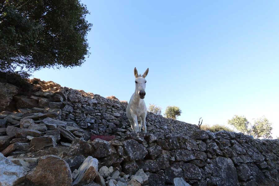 Naxos: Hike to the Top of Mount Zas with a Guide - Is $100 a fair price?