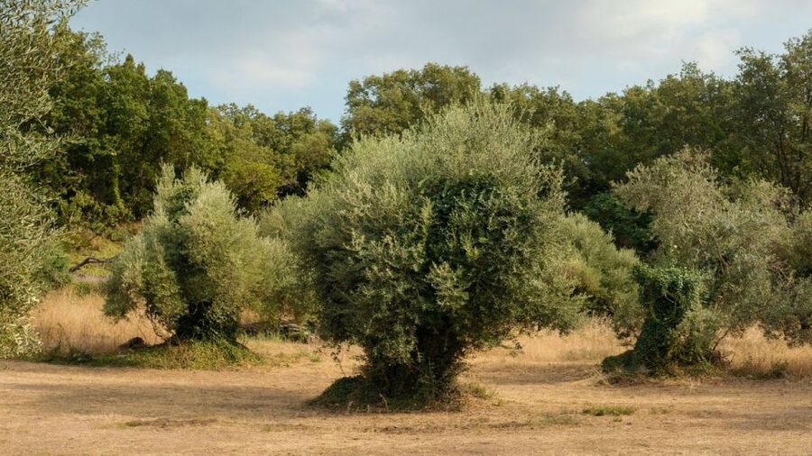 North Corfu: Olive Tour with Olive Oil Tasting and Mezze - Is $64 per person good value?