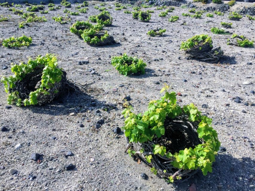 Private Group Visit to Akrotiri & 3 Wineries with Tastings - Transport, timing, and the private-group value