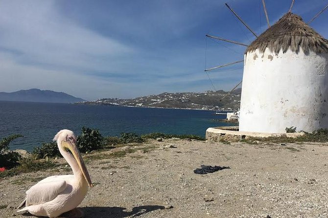 Private Tour: Mykonos Island in Half a Day - Ano Mera and Panagia Tourliani