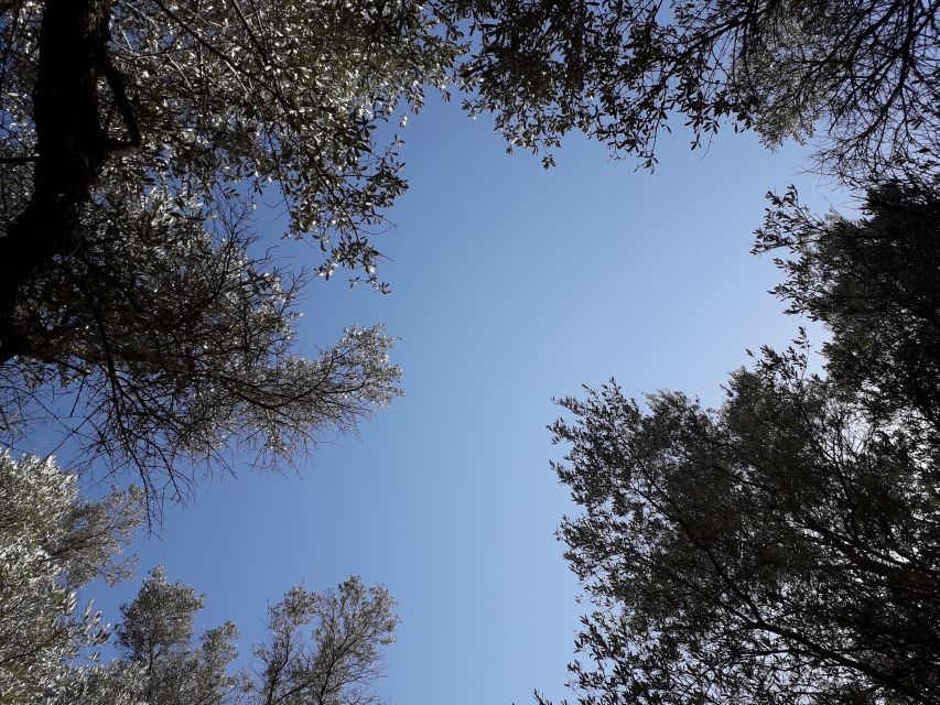 Rethymno: Olive Oil Tasting with Cretan Food Pairing - Key points to know before you book