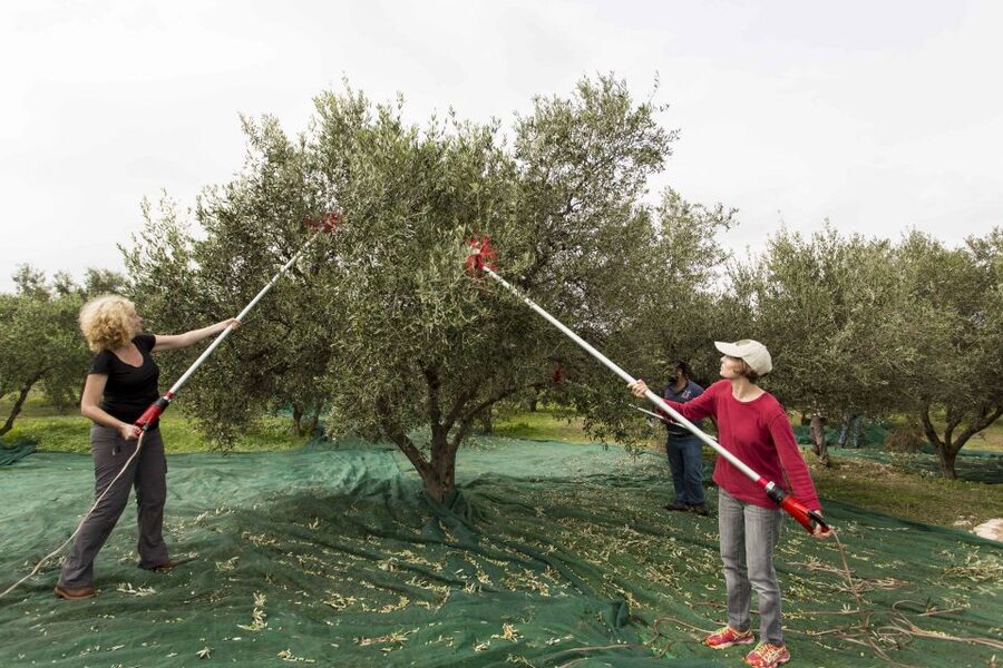 Rethymno: Olive Oil Tasting with Cretan Food Pairing - Walking through a 2,000-year-old olive grove
