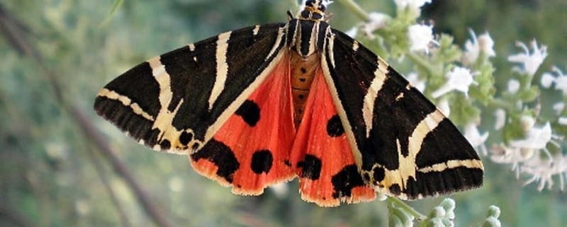 Rhodes: Butterfly Valley and Filerimos Hill Bus Trip - Key points to know before you book