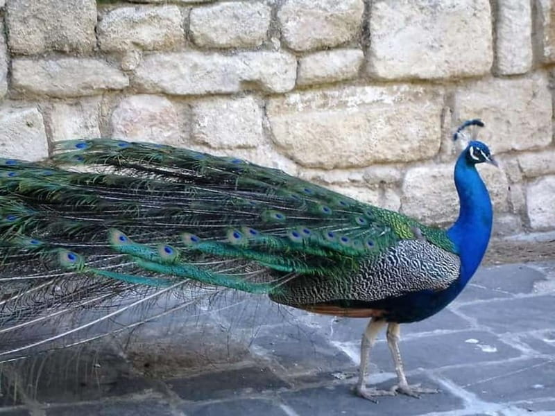 Rhodes: Butterfly Valley and Filerimos Hill Bus Trip - Timing, comfort, and the walking challenge