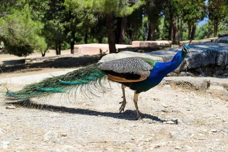 Rhodes: Butterfly Valley and Filerimos Hill Bus Trip - Walking through the shaded Butterfly Valley