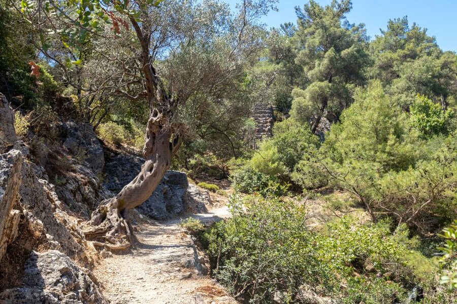 Rhodes: Butterfly Valley and Seven Springs Valley Day Trip - What the driver adds to the day