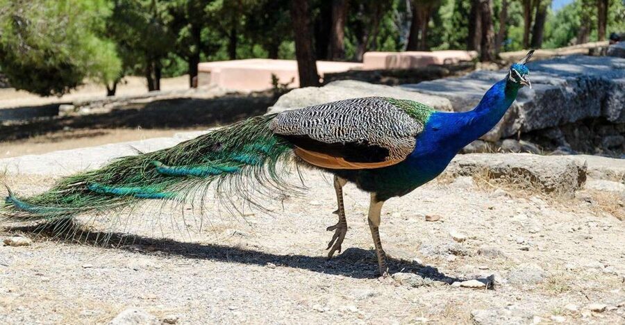 Rhodes: Filerimos Hill and Butterfly Valley Bus Trip - Key points before you book