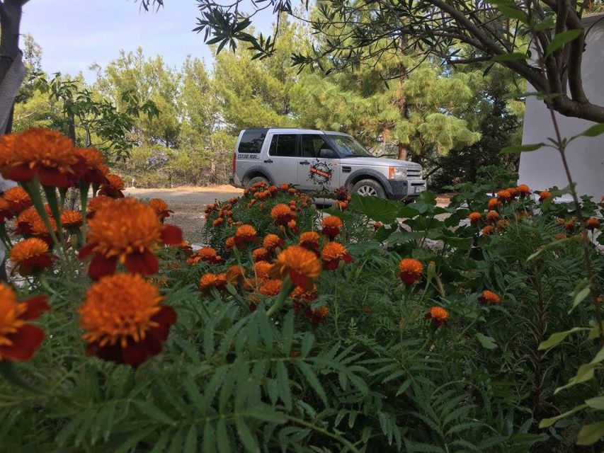 Rhodes: Full–Day 4WD Northern Safari Tour - Lunch under the plane trees in Kritinia