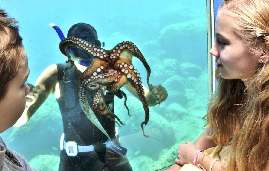 Rhodes Town: Yellow Submarine Cruise with Underwater Views - Seeing the Palace of the Grand Master from the sea