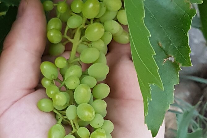 Rhodes Wine & Food Tour: 10 Meal Course Lunch, Wine Tasting, Cooking Class - Leaving Rhodes Town for the family vineyard
