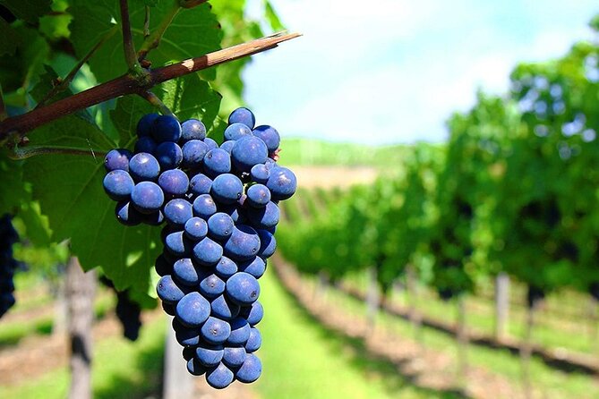 Rhodes Wine & Food Tour: 10 Meal Course Lunch, Wine Tasting, Cooking Class - A beautiful setting with a rustic feel