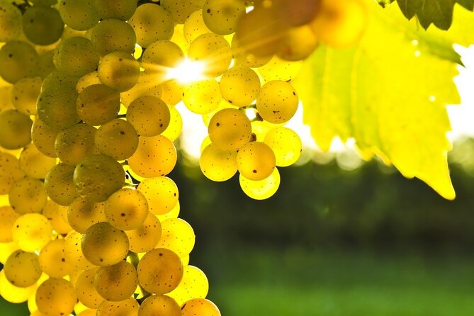 Rhodes Wine & Food Tour: 10 Meal Course Lunch, Wine Tasting, Cooking Class - Walking among the vines and learning the family story