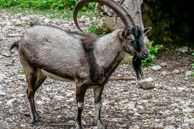Samaria Gorge Hiking from Chania with Professional Hiking Guide - Omalos Plateau and the start of the trail