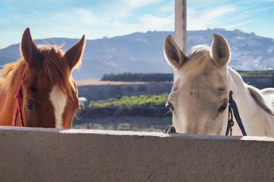 Santorini: Horseback Riding Tour on the Beach - What the guides do well