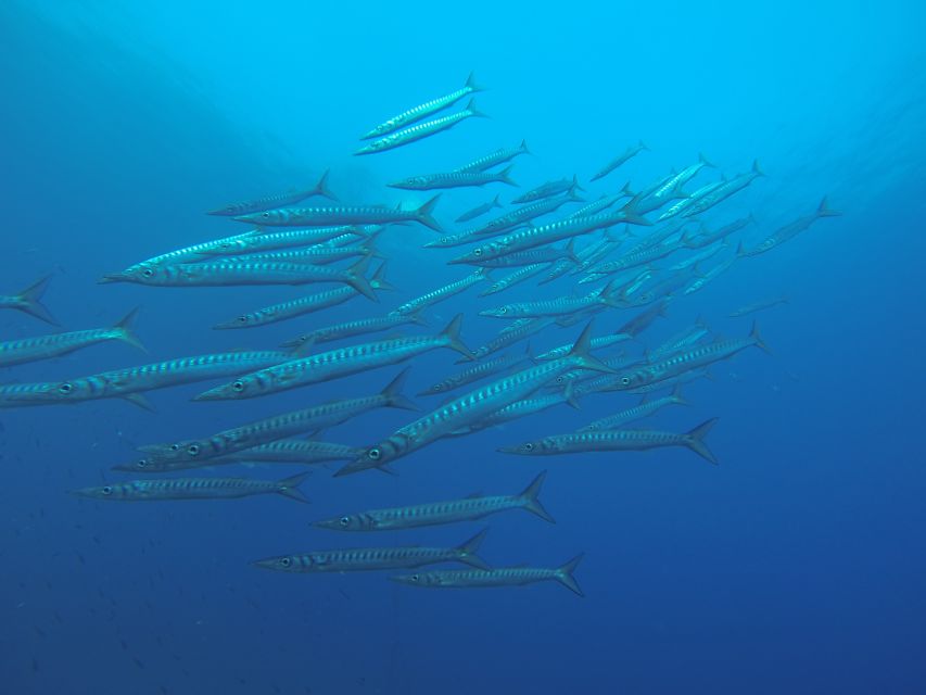 Santorini: Scuba Diving Experience for Beginners - What the $147 price includes