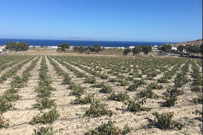 Santorini Wine Adventure with 12 Wine Tastings, Tapas and Sunset - Estate Argyros and the island’s grape-growing challenge