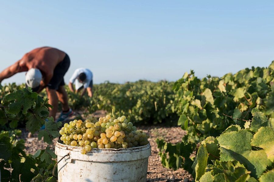 Santorini Wine Roads: Tour of 3 Wineries with a Sommelier - Why Santorini wine is worth your afternoon