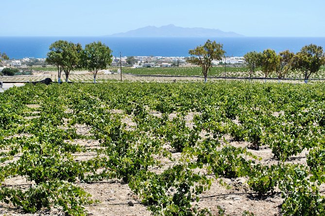 Santorini: Wine Tour with Sunset in Oia - Guides who add more than tasting notes