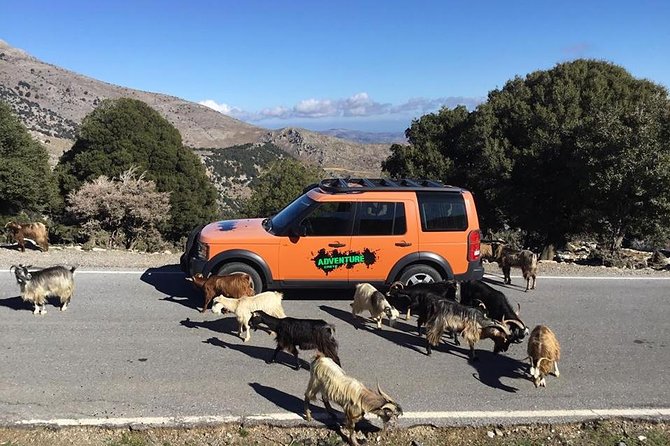 Sarakina Gorge, Kritza, Oliveoil Tasting, Mountains, South Coast - What this Crete mountain safari is really like
