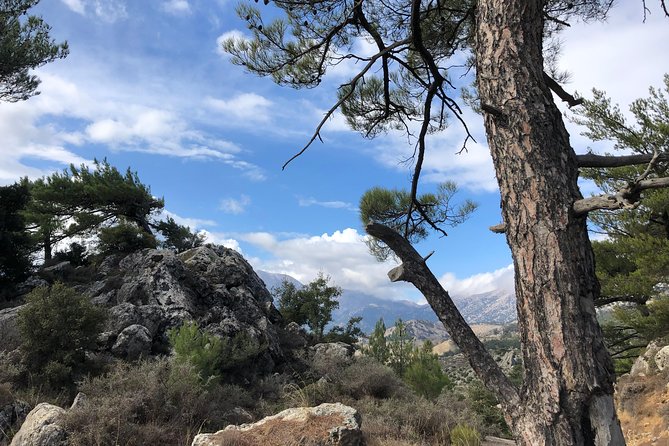 Sarakina Gorge, Kritza, Oliveoil Tasting, Mountains, South Coast - Through the pine forest and mountain tracks
