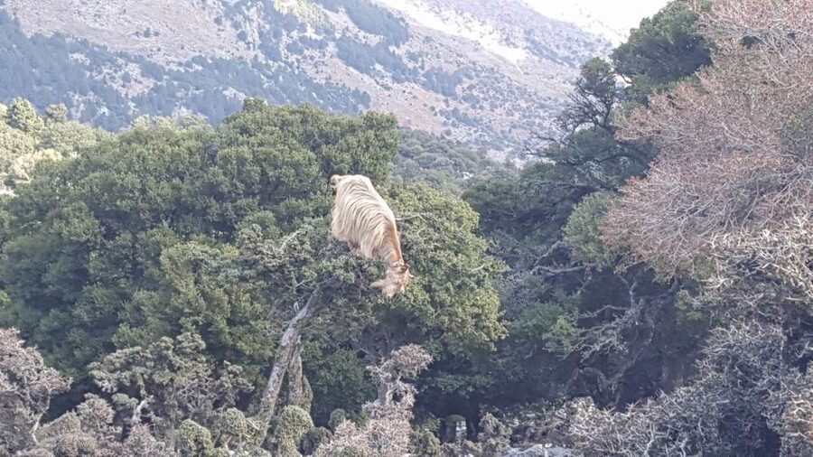 South Crete: Sarakinas Gorge Hike, Swim & Jeep Safari - Sarakinas Gorge: the main walk of the day