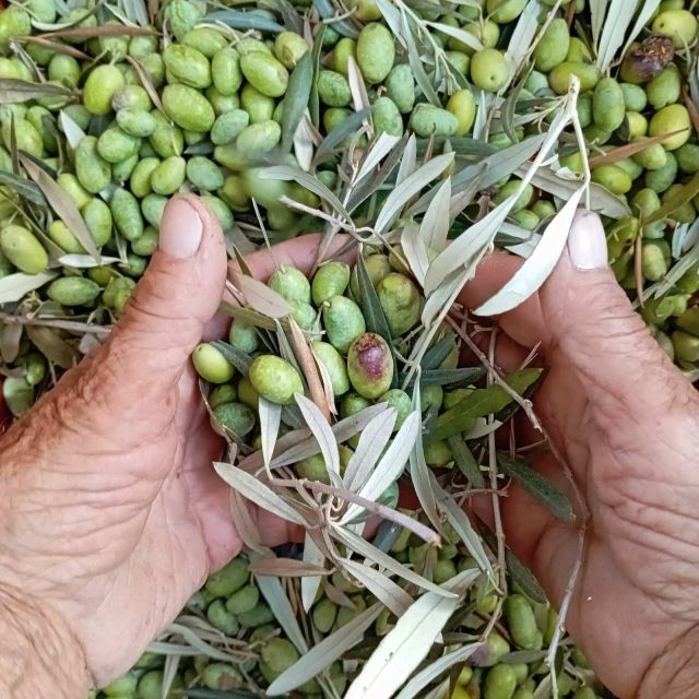 The Olive Oil Experience @ Lefkada Micro Farm - My verdict on the Lefkada Micro Farm visit