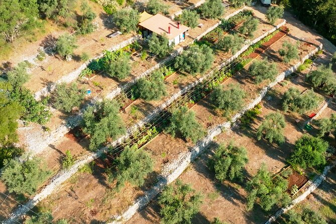 The Olive Oil Experience @ Lefkada Micro Farm - The olive oil ABC: how the tasting works