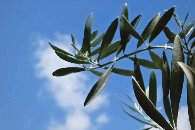 The Olive Oil Experience @ Lefkada Micro Farm - A personal farm visit, not a large attraction