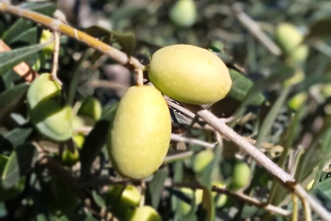 The Olive Oil Experience @ Lefkada Micro Farm - Who should book this olive oil tour?