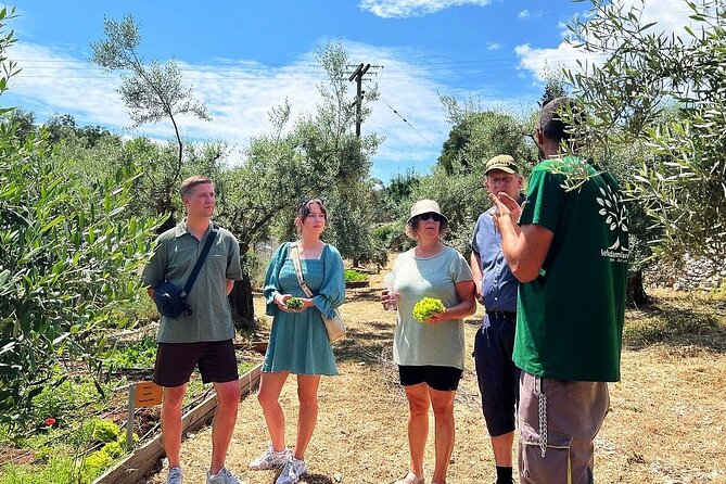 The Olive Oil Experience @ Lefkada Micro Farm - Walking among White Lefkadian olive trees