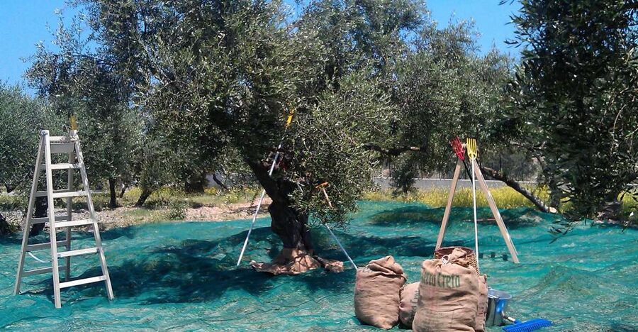 The Terra Creta Olive Oil Experience Tour - Inside the modern olive mill