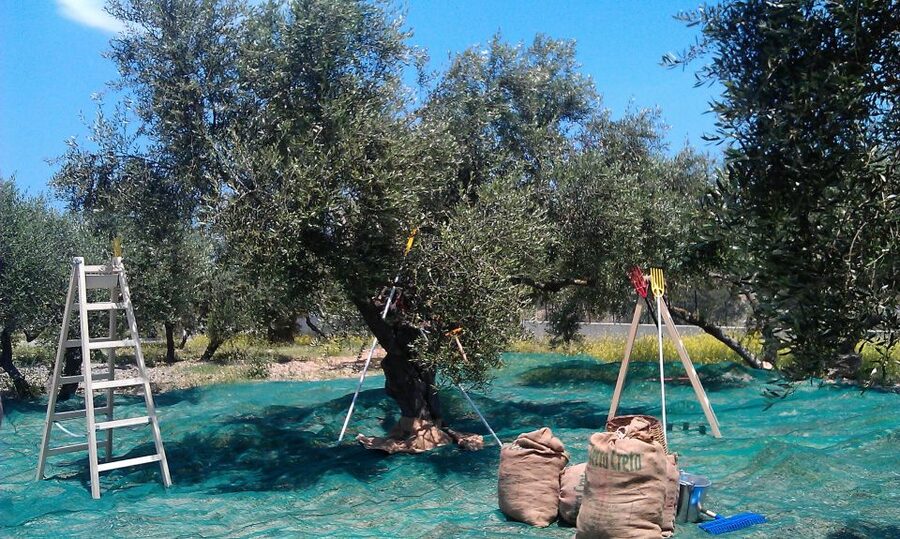 The Terra Creta Olive Oil Experience Tour - How the three-oil tasting works