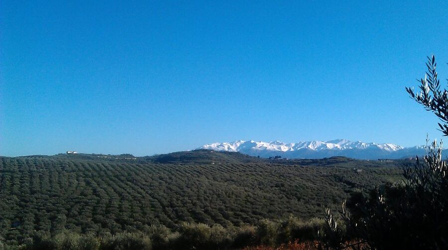The Terra Creta Olive Oil Experience Tour - The shop and taking oil home