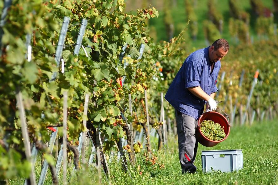 Vineyard Sips: Family Winery Tour & Gourmet Tasting in Corfu - What happens during the 90-minute visit