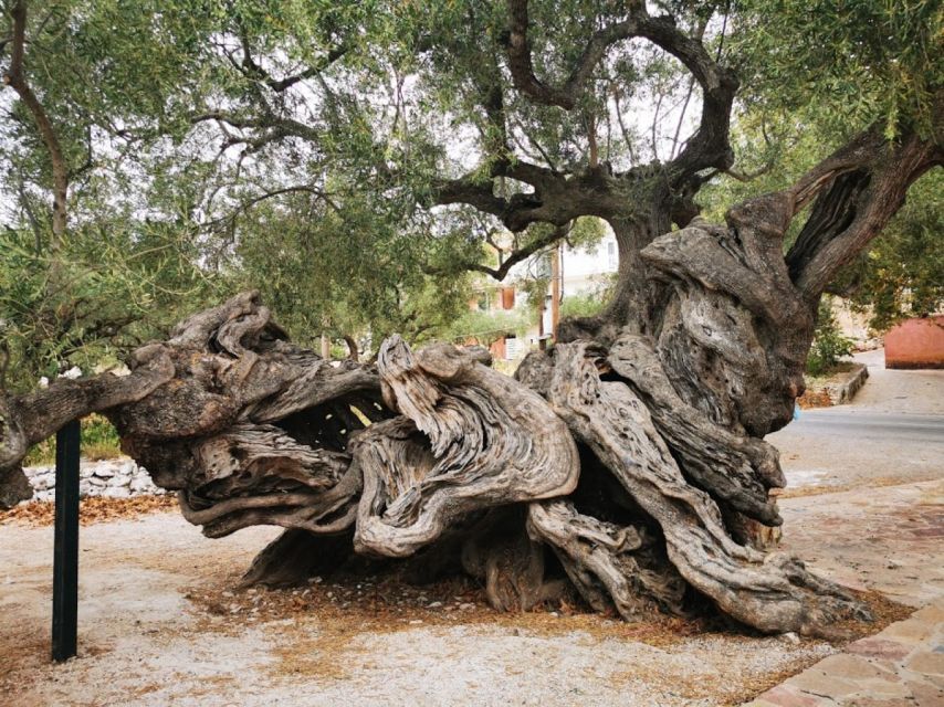 Zakynthos: early morning Shipwreck,Blue Caves and view point - The ancient olive tree at Exo Chora