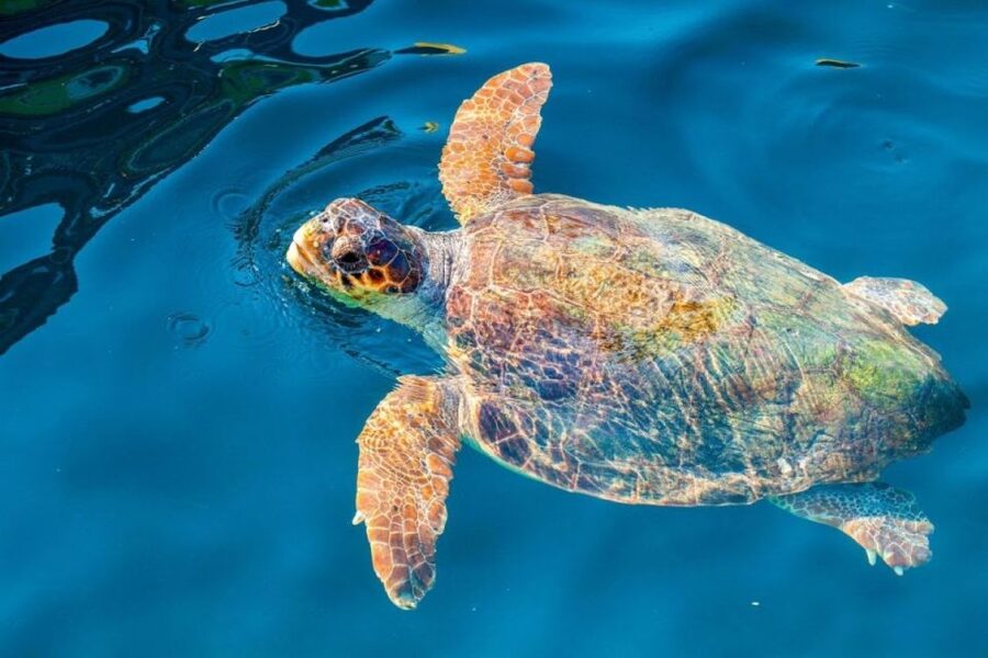 Zakynthos: Half-Day Tour to Turtle Island and Keri Caves - Swimming inside the Keri Caves