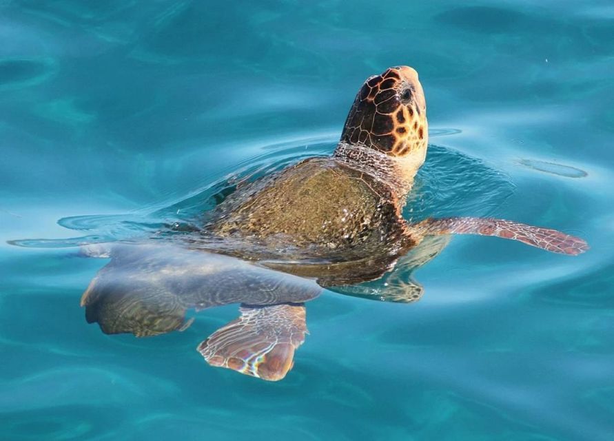 Zakynthos: Marathonisi, Cameo Island and Keri Caves Tour - Transport, timing, and group comfort
