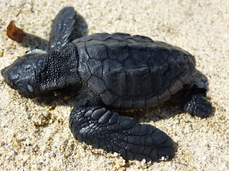 Zakynthos: Turtle Spotting Cruise with Glass-Bottom Boat - What this Zakynthos cruise is really like
