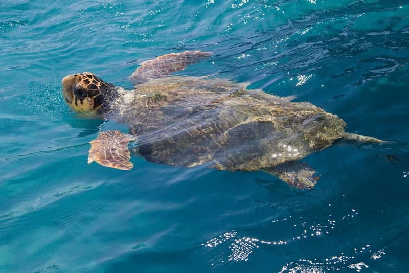 Zakynthos: Turtle Spotting Cruise with Glass-Bottom Boat - Watching turtles in their protected waters