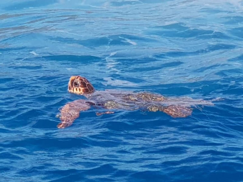 Zakynthos: Turtle Spotting Cruise with Glass-Bottom Boat - Keri Caves, Kamares, and the first swim
