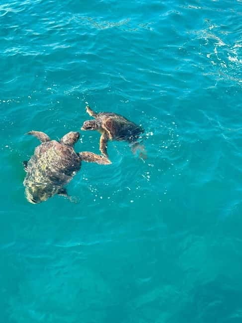 Zakynthos: Turtle Spotting Cruise with Glass-Bottom Boat - Starting at Laganas and Cameo Islet