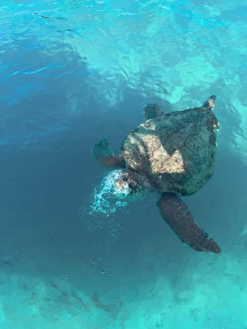 Zakynthos: Turtles, Marathonisi & Keri Caves Speedboat Tour - Key points to know before you book